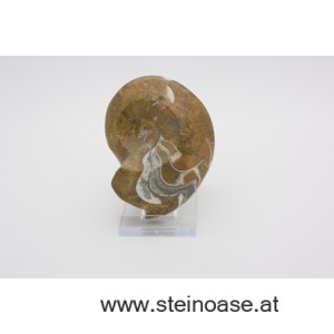 Ammonite  poliert